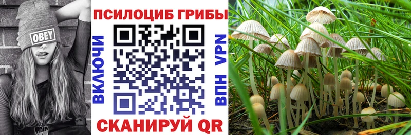 где найти   Волчанск  Галлюциногенные грибы Magic Shrooms 
